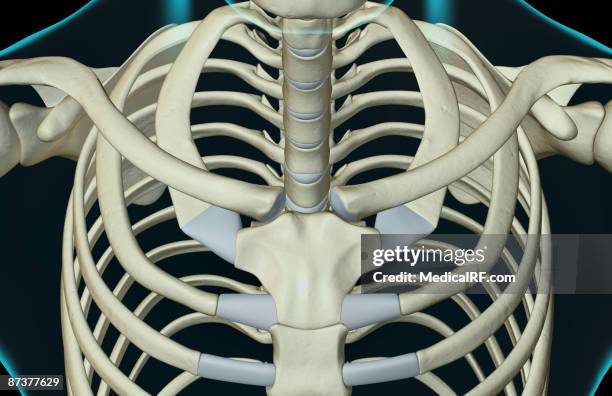 300 Cervical Rib Stock Photos, High-Res Pictures, and Images - Getty Images