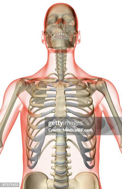 300 Cervical Rib Stock Photos, High-Res Pictures, and Images - Getty Images