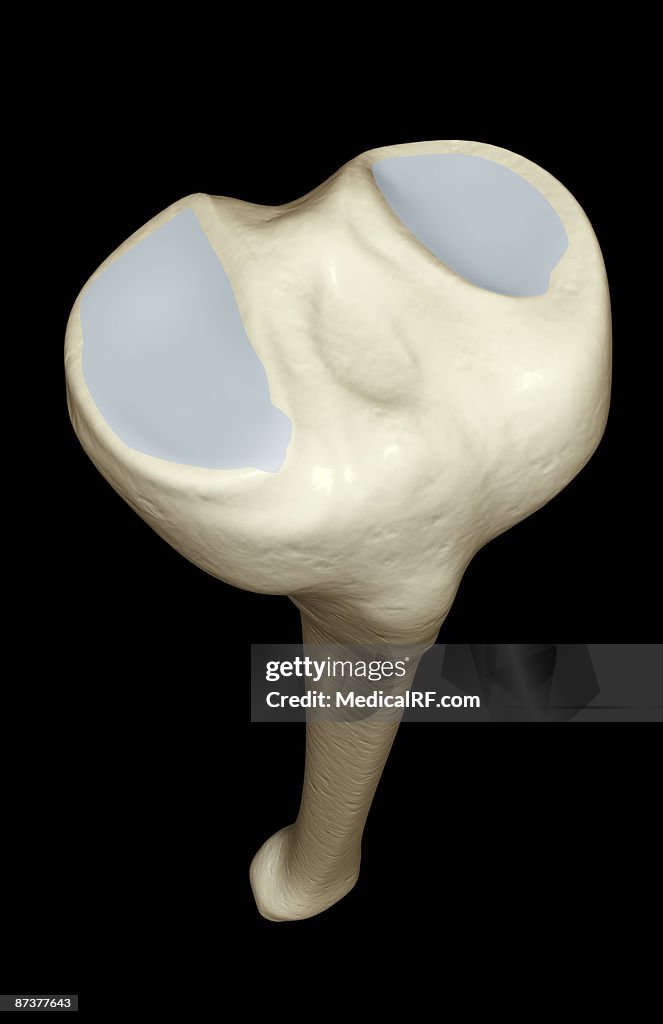 The tibia