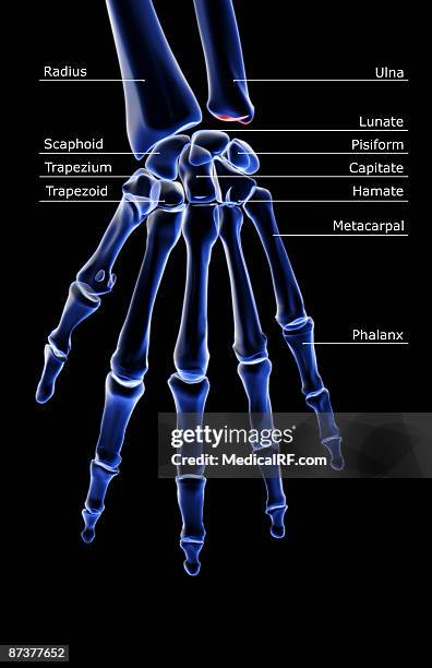 28 Capitate Bone Stock Illustrations High Res Illustrations - Getty Images