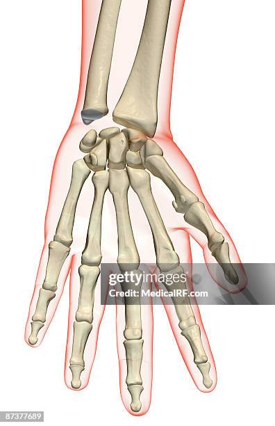 the bones of the hand - lunares stock illustrations