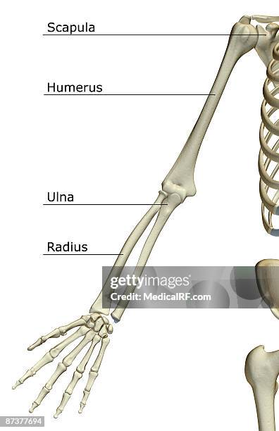 the bones of the upper limb - lunares stock illustrations