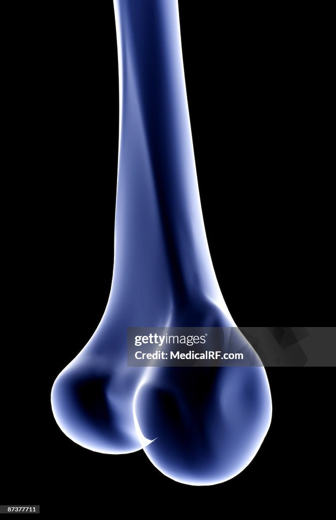 The tibia