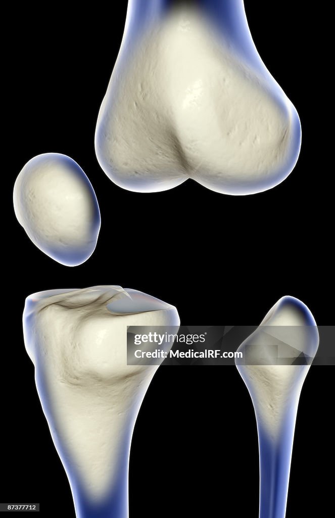 The bones of the knee