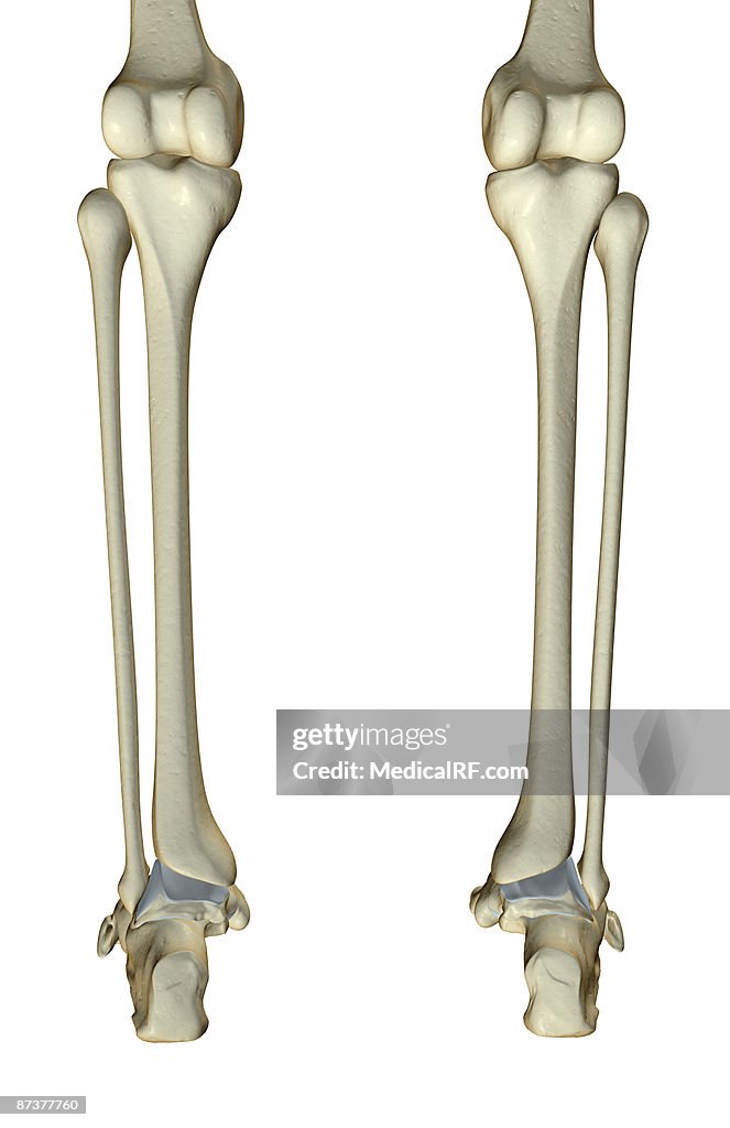 The bones of the leg