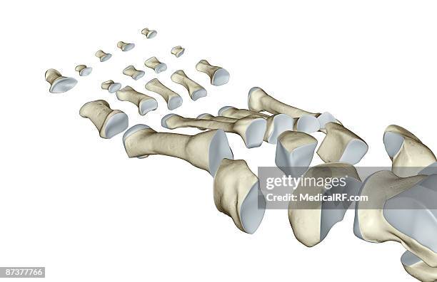 ilustraciones, imágenes clip art, dibujos animados e iconos de stock de the bones of the foot - cuboide