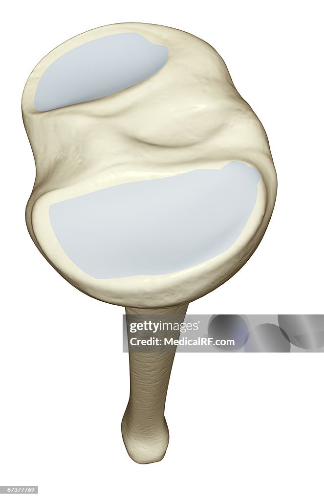 The tibia