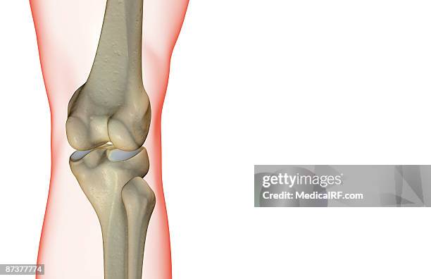 Condyle Skeletal 71 Lateral Condyle Stock Photos, High-Res Pictures, and Images - Getty ...