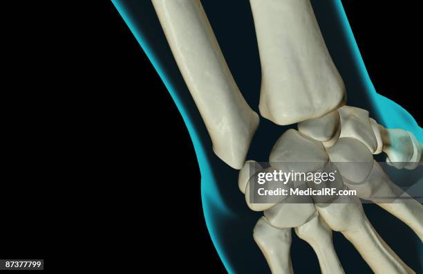 Pisciform Shape 90 Pisiform Stock Photos, High-Res Pictures, and Images - Getty Images