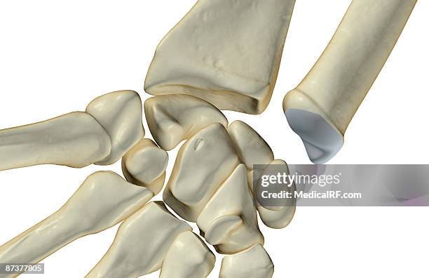 Pisciform Shape 90 Pisiform Stock Photos, High-Res Pictures, and Images - Getty Images