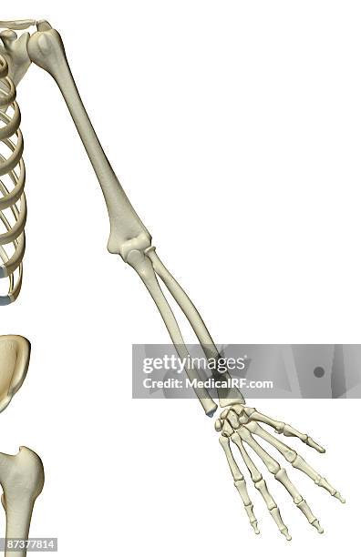Pisciform Shape 90 Pisiform Stock Photos, High-Res Pictures, and Images - Getty Images