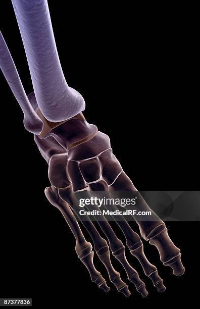 the bones of the foot - cuboid stock illustrations
