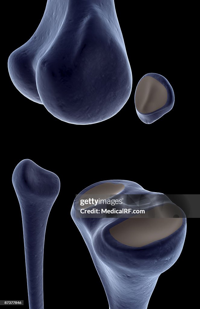The bones of the knee