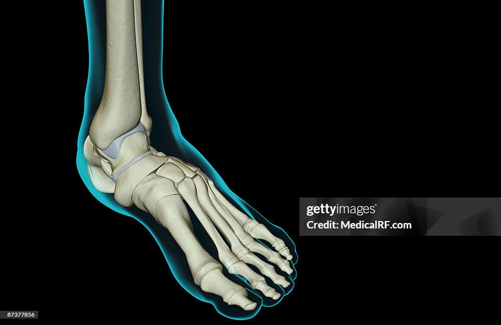 The bones of the foot