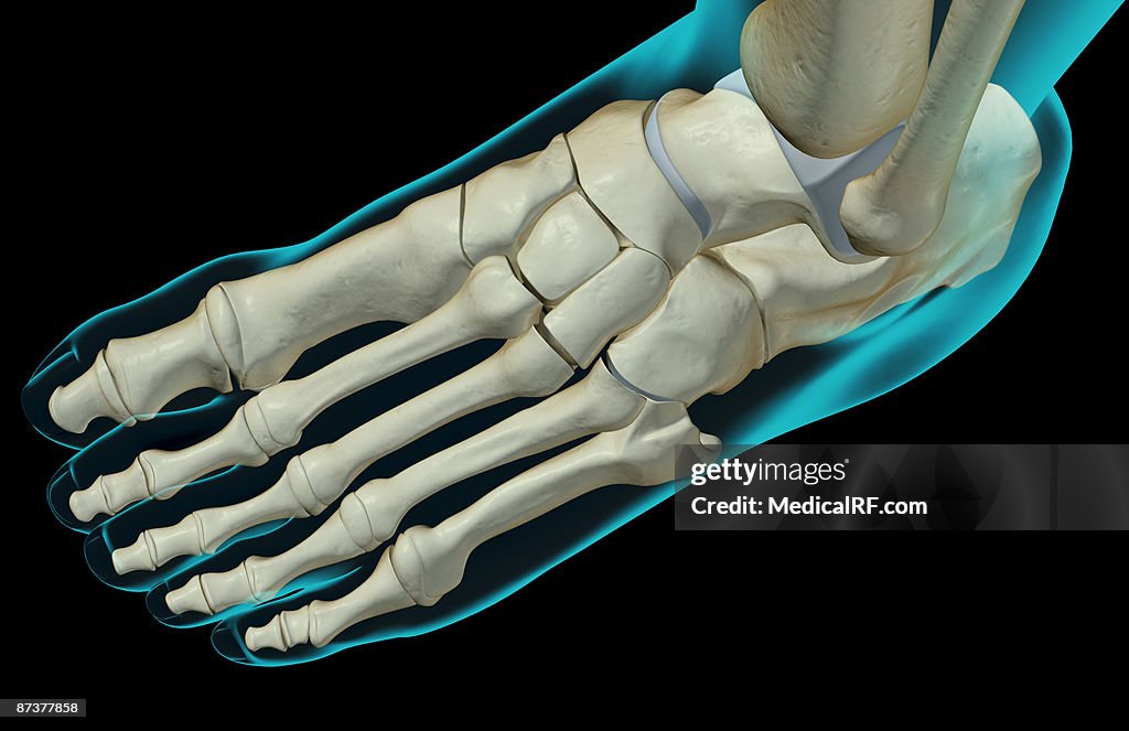 The bones of the foot