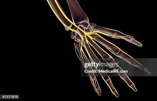 The Nerves Of The Hand High-Res Vector Graphic - Getty Images