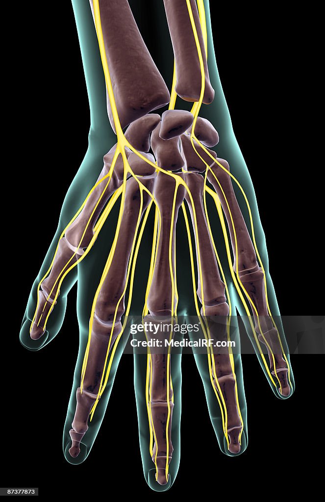 The Nerves Of The Hand High-Res Vector Graphic - Getty Images