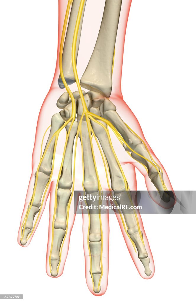 The Nerves Of The Hand High-Res Vector Graphic - Getty Images
