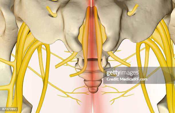 the nerves relative to the tail bone - kreuznerv stock-grafiken, -clipart, -cartoons und -symbole