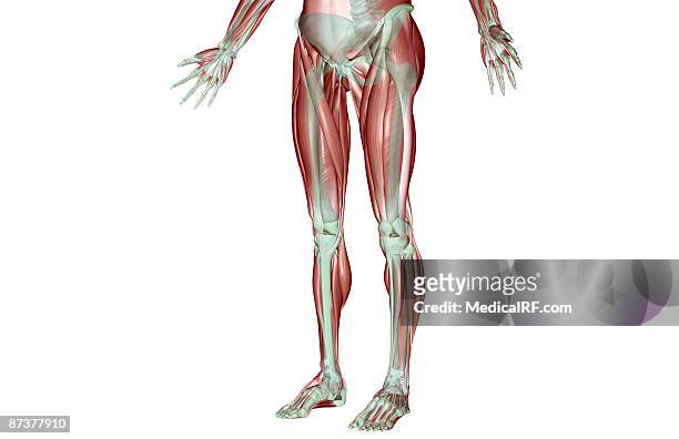 ilustrações, clipart, desenhos animados e ícones de the musculoskeleton of the lower body - fibularis longus muscle