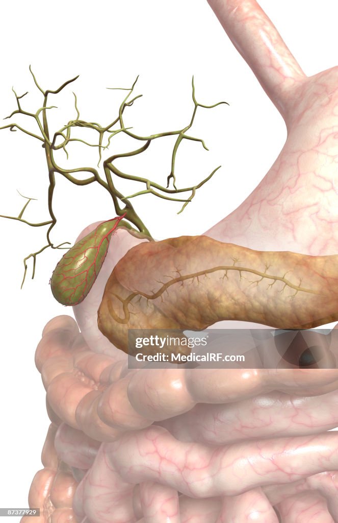 Accessory digestive organs