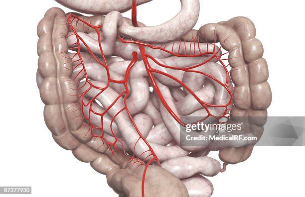 ilustrações de stock, clip art, desenhos animados e ícones de mesenteric arteries - cólon ascendente