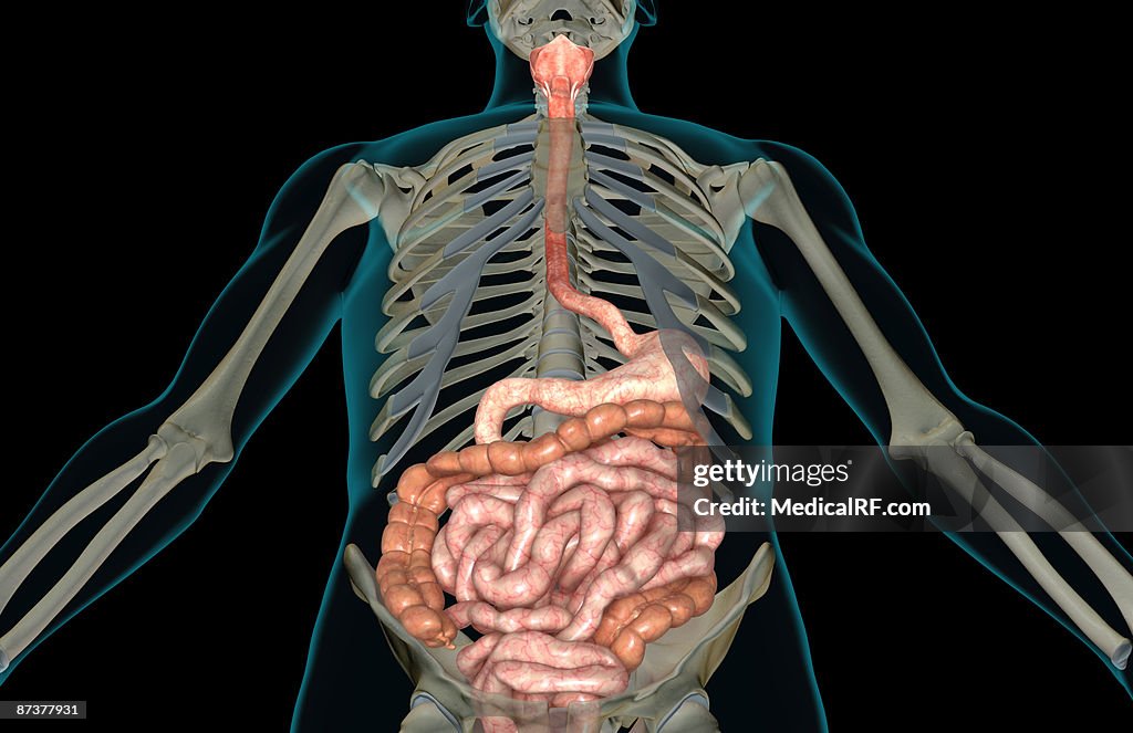 The digestive system