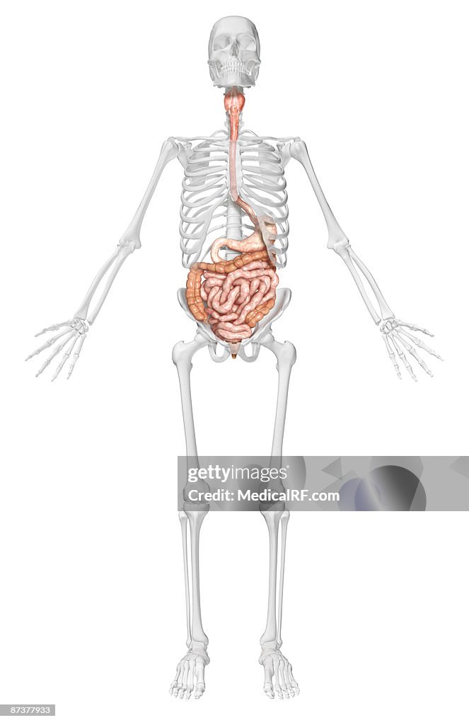 The digestive system