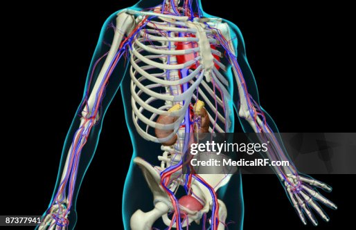 The urinary system The urinary system