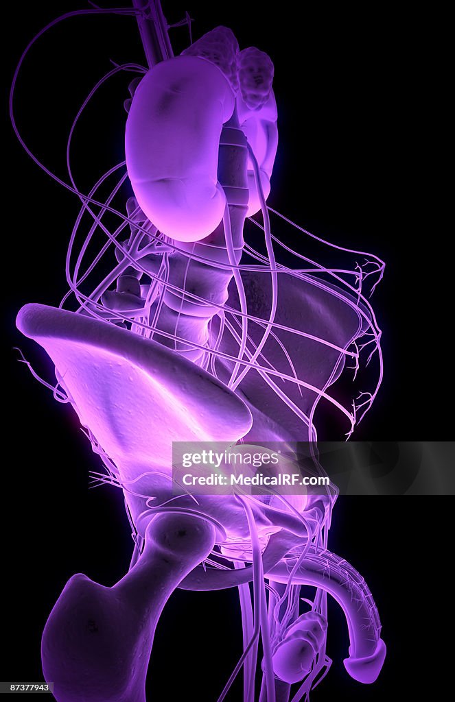 Urinary System Rq Nerve Supply Of The Urinary System High-Res Vector Graphic - Getty Images