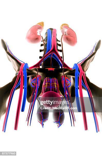 Male Urinary System Photos and Premium High Res Pictures - Getty Images