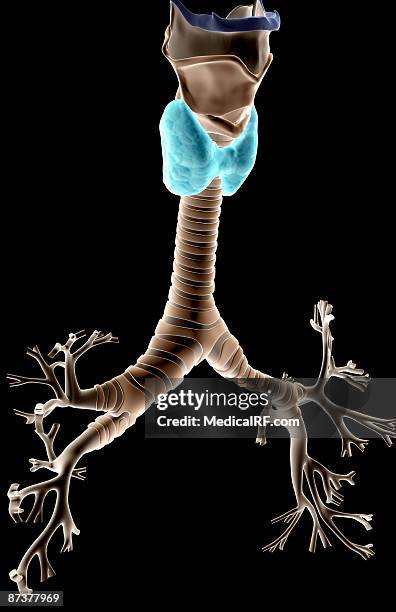 the larynx, trachea and bronchial tree - thyroid cartilage stock illustrations