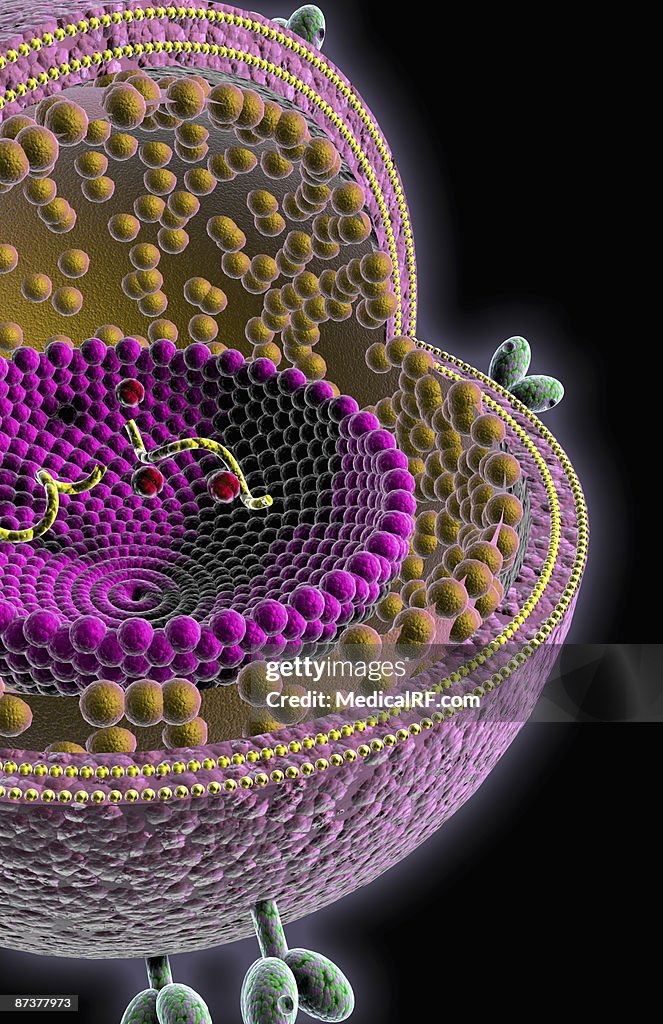 HIV structure