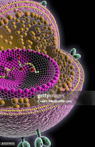 hiv structure - glycoprotein stock illustrations