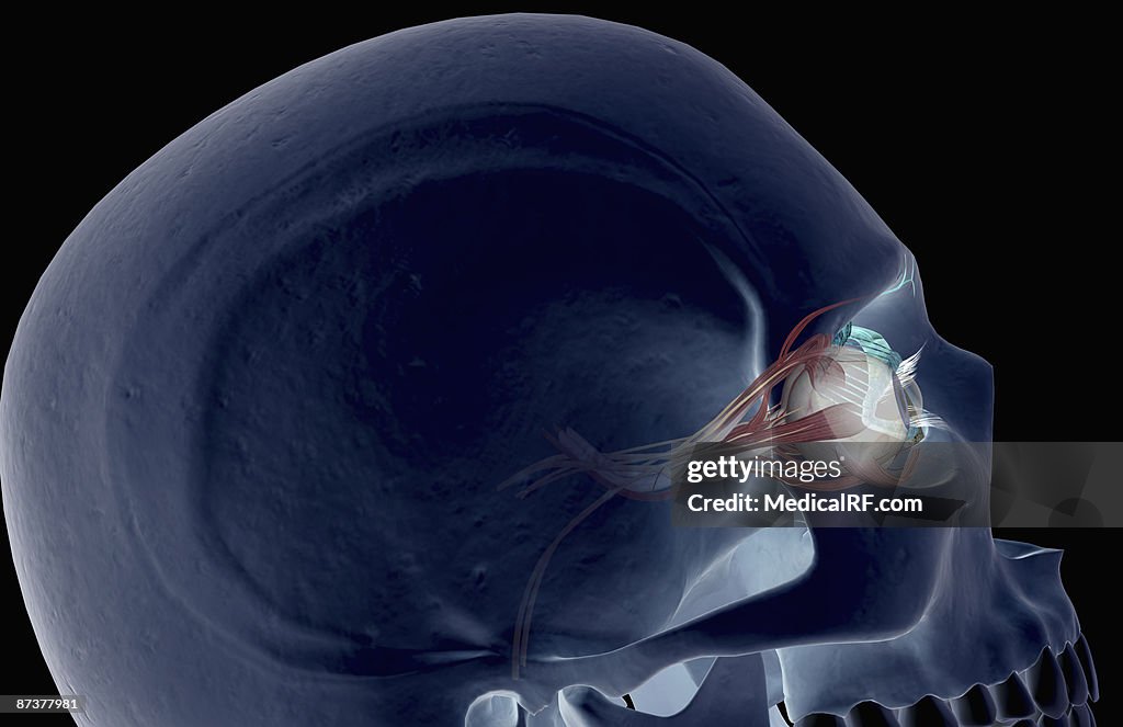 The muscle of the eye