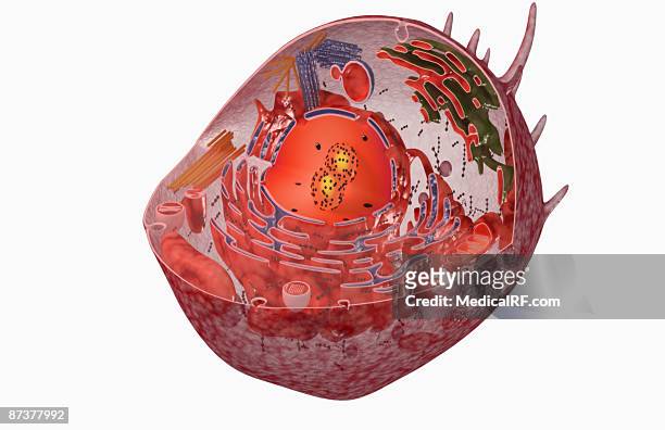 stockillustraties, clipart, cartoons en iconen met cell internal structure - nucleolus