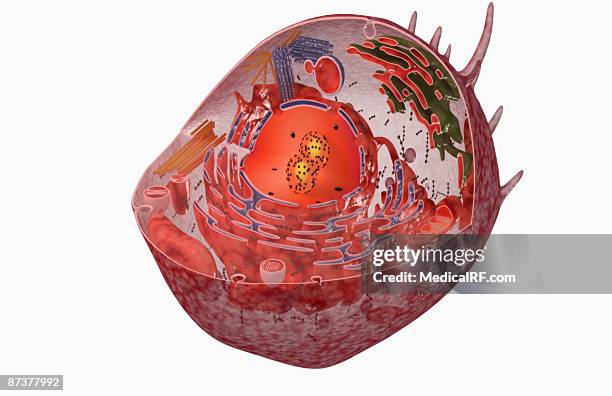 cell internal structure - smooth endoplasmic reticulum stock illustrations