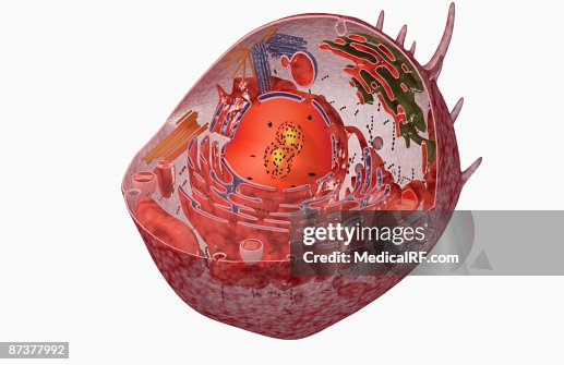 Cell internal structure Cell internal structure