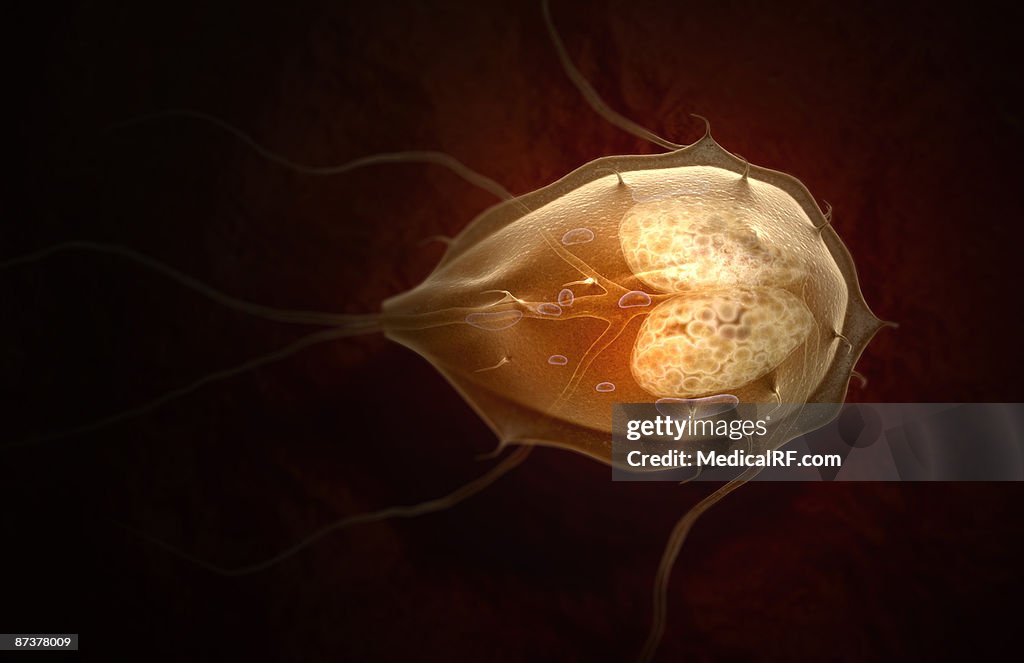 Giardiasis