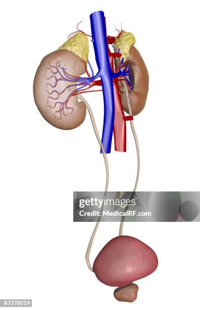 blood supply of the kidneys - inferior vena cava stock illustrations