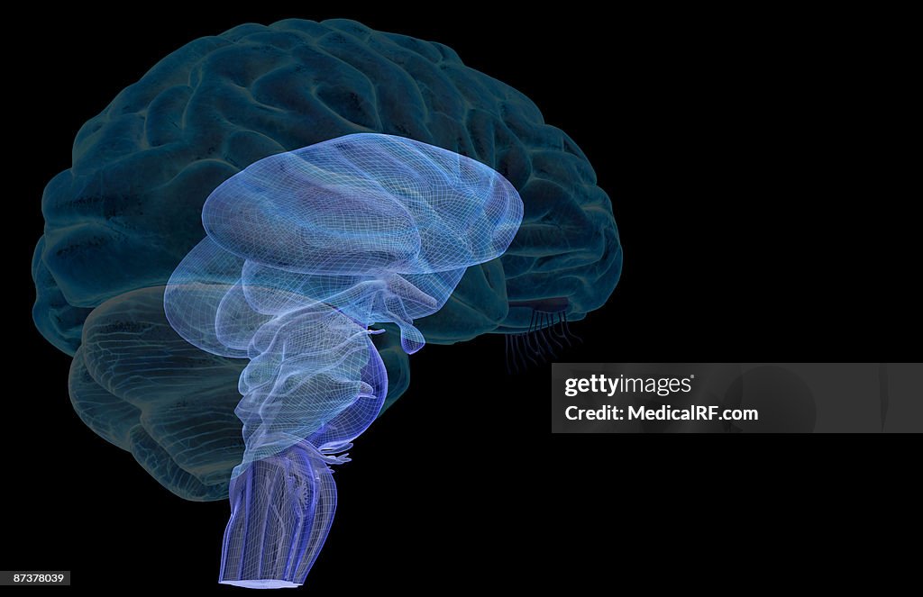 The brainstem