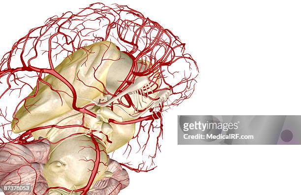 ilustrações, clipart, desenhos animados e ícones de the arteries of the brain - círculo de willis