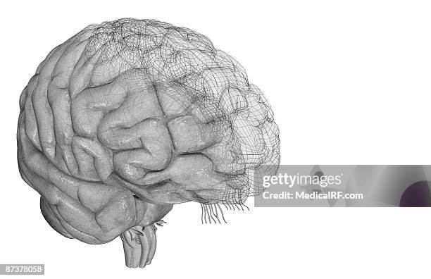 the brain - midbrain stock illustrations