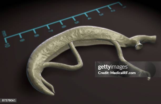 schistosoma - plattwurm stock-grafiken, -clipart, -cartoons und -symbole