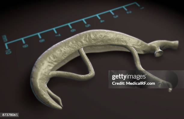 schistosoma - schistosoma stock illustrations