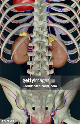 The urinary system The urinary system