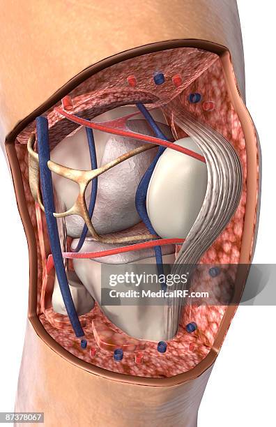 ilustraciones, imágenes clip art, dibujos animados e iconos de stock de the internal structure of the knee - ligamento de la rótula