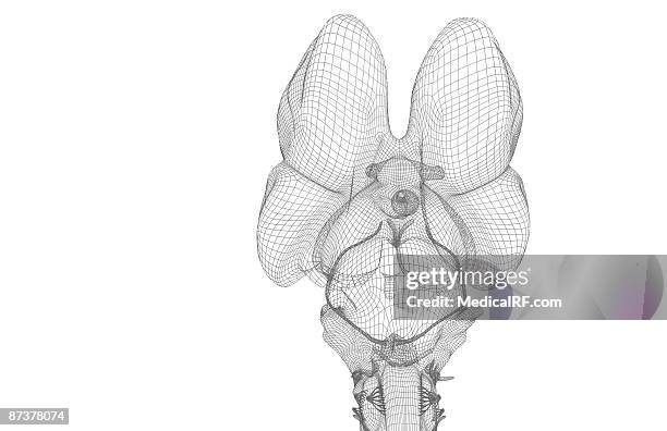 stockillustraties, clipart, cartoons en iconen met the brainstem - middenhersenen