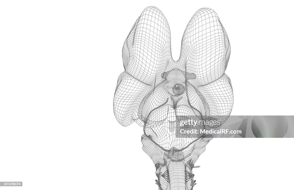 The brainstem