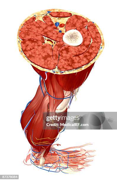 stockillustraties, clipart, cartoons en iconen met transverse section of the leg - hamstring anatomy